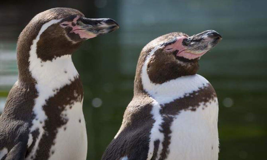 Pinguine im Krefelder Zoo