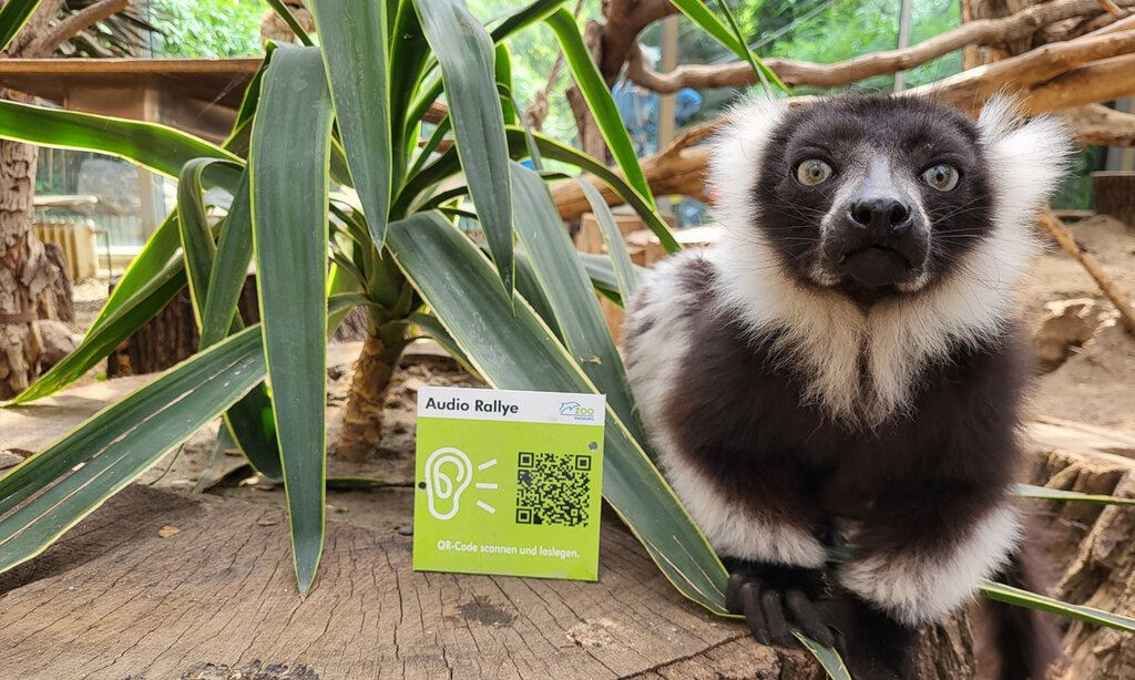 Ein schwarz-weißer Vari im Zoo, neben einer Yucca-Palme und einem Schild der Audio Rallye mit QR-Code