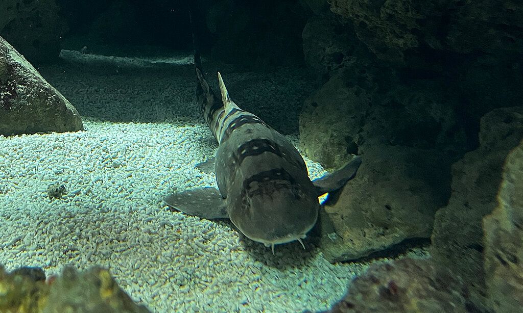 Bambushai in Bodennähe eines Aquariums, an einem Felsen