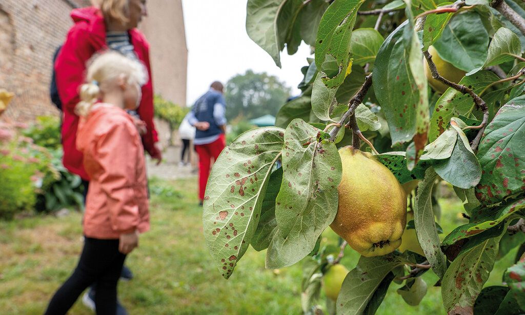 Im Vordergrund ein Quittenbaum mit Früchten, dahinter Frau mit Kind unscharf