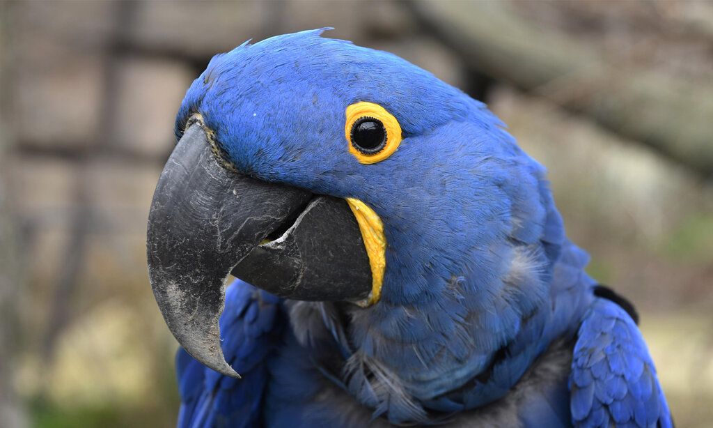 Porträt eines blauen Papageis, einem Hyazinth-Ara, im Zoo Wuppertal