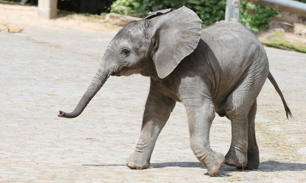 kleiner Elefant läuft im Gehege herum