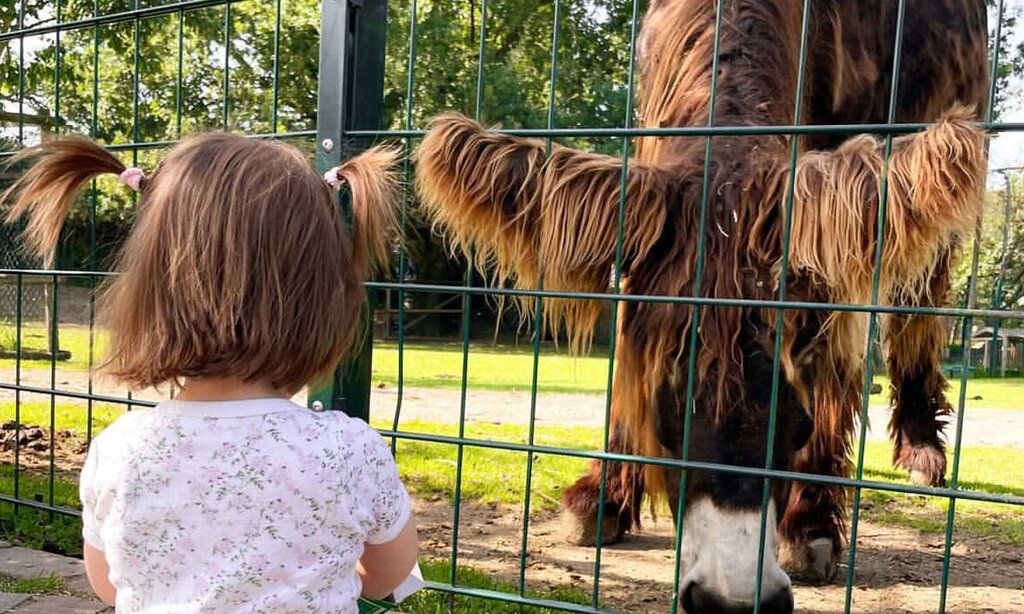 von hinten zu sehen: ein kleines Mädchen sitzt vor einem Gehege, hinter einem Zaum steh ein langhaariger Esel und frisst etwas vom Boden