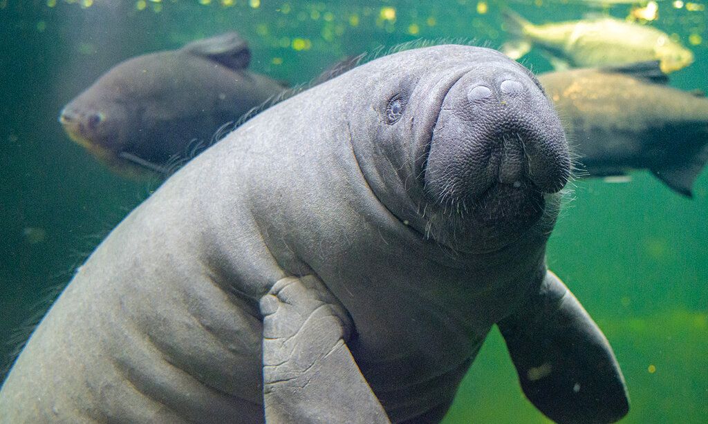 Seekuh Manfred unter Wasser, im Hintergrund Fische