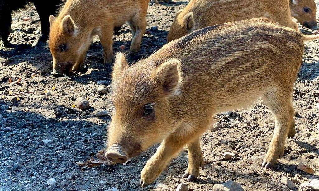 Im Wildpark sind die Frischlinge da. Besucherinnen und Besucher können in diesen Tagen die rund 20 jungen Wildschweine beobachten. Sie erkunden noch behütet von den Muttertieren, den Bachen, das Gehegen