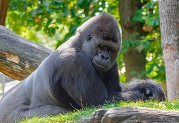 Aktionstag Affen im Duisburger Zoo