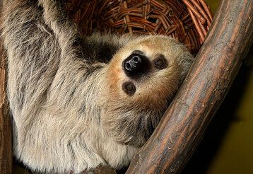 Ein Faultier hängt rum und guckt kopfüber in die Kamera